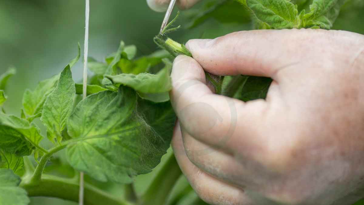 Do Tomato Plants Cross Pollinate Prevention Techniques
