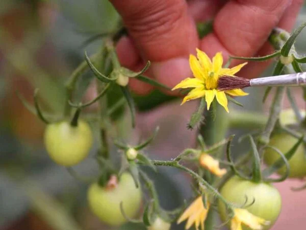 Do Tomato Plants Cross Pollinate: Prevention Techniques