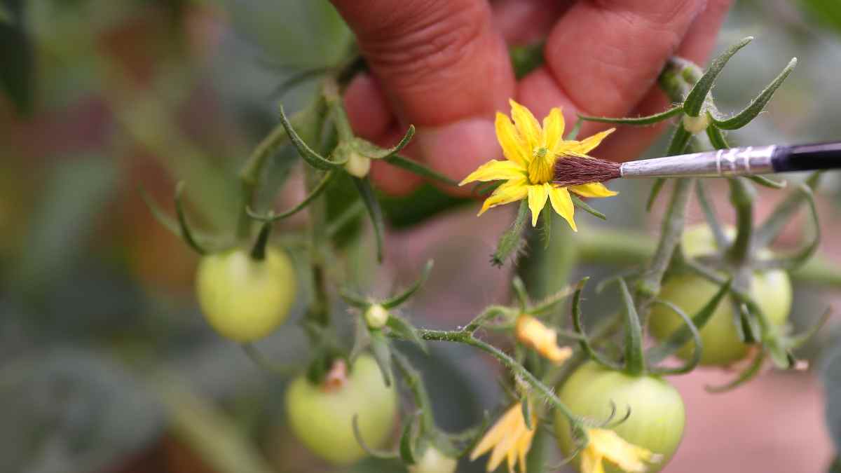 Do Tomato Plants Cross Pollinate: Prevention Techniques