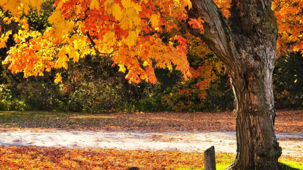 Fast-Growing Maples