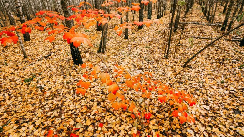 Fast-Growing Maples