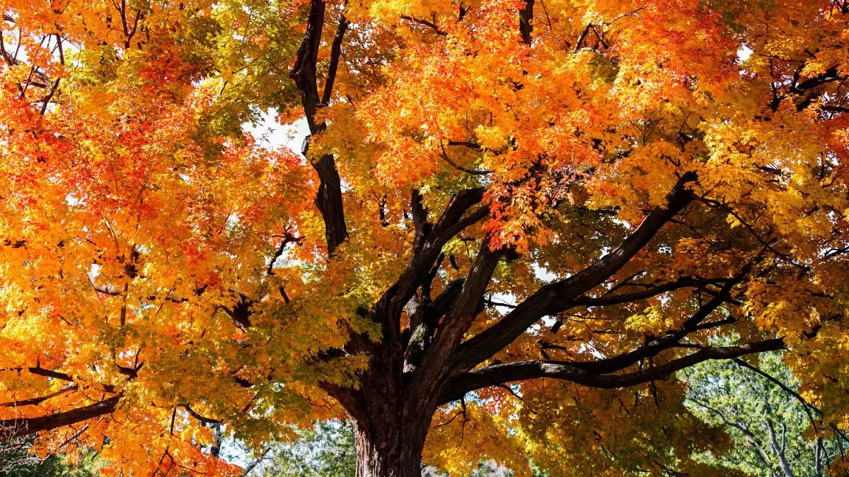 Fast Growing Maple Tree: Cultivation Essentials & Ecological Impact