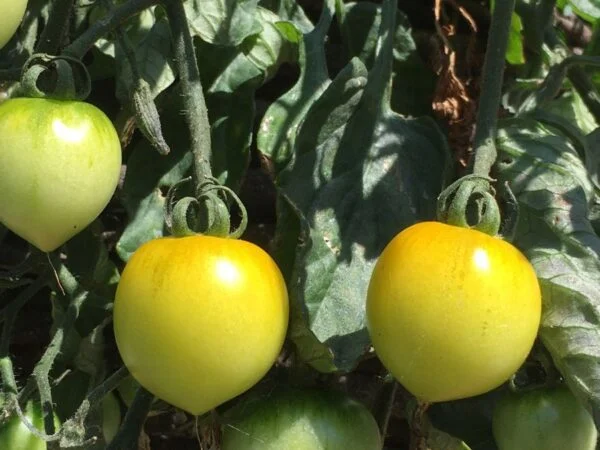 Why Are My Tomatoes Turning Yellow? Yellowing Causes & Solutions