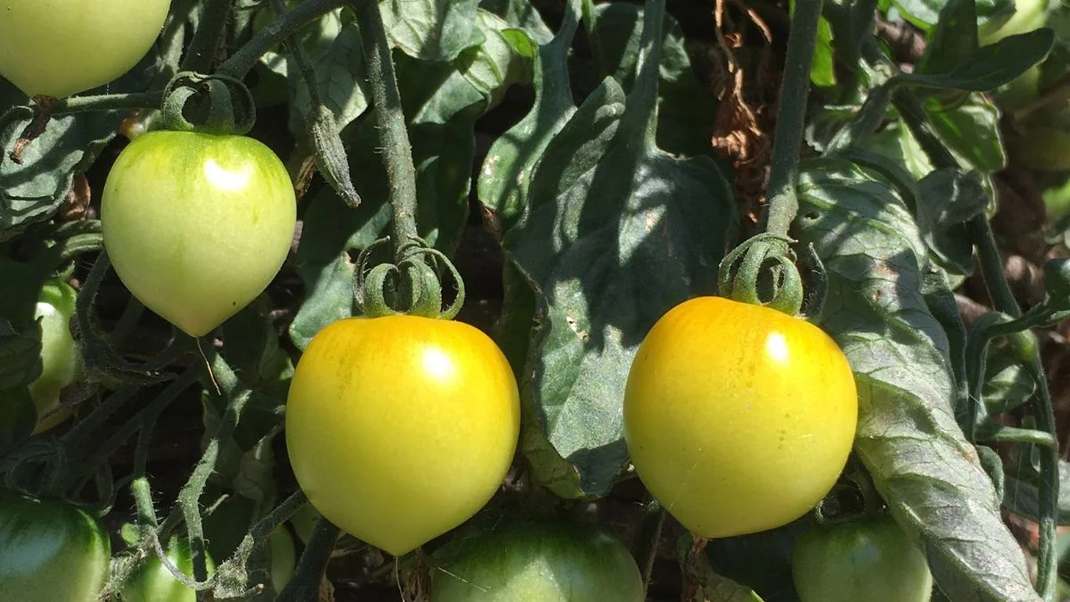 Why Are My Tomatoes Turning Yellow? Yellowing Causes & Solutions