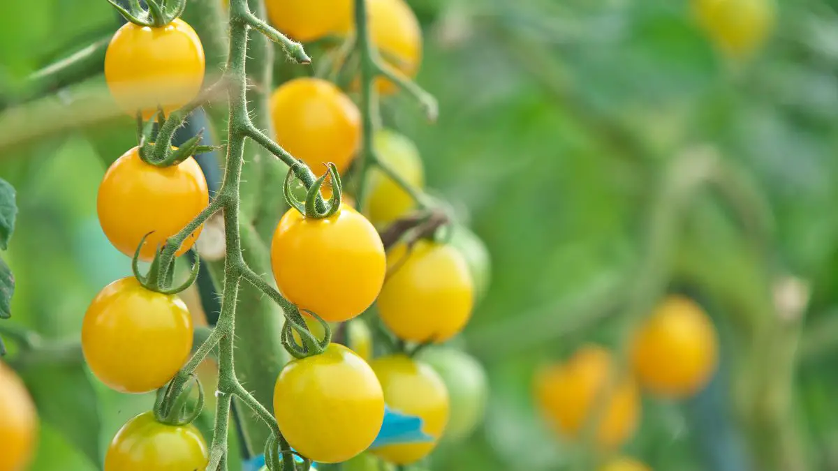 Why Are My Tomatoes Turning Yellow? Yellowing Causes & Solutions