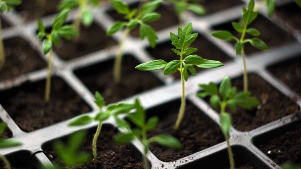 Germinating Tomato Plants Planting Techniques