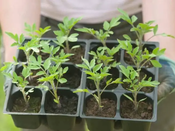Germinating Tomato Plants: Seed Selection to Harvest Success