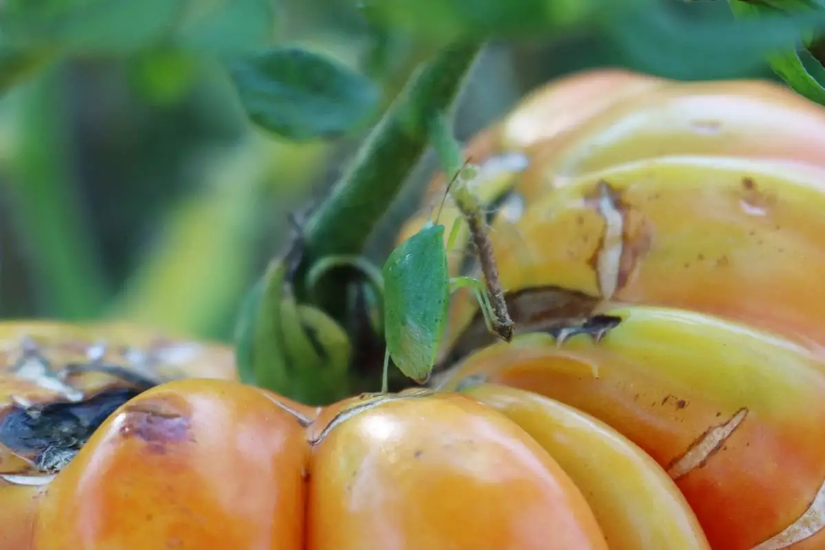 Green Bugs Tomato Plants: Organic Solutions & Prevention
