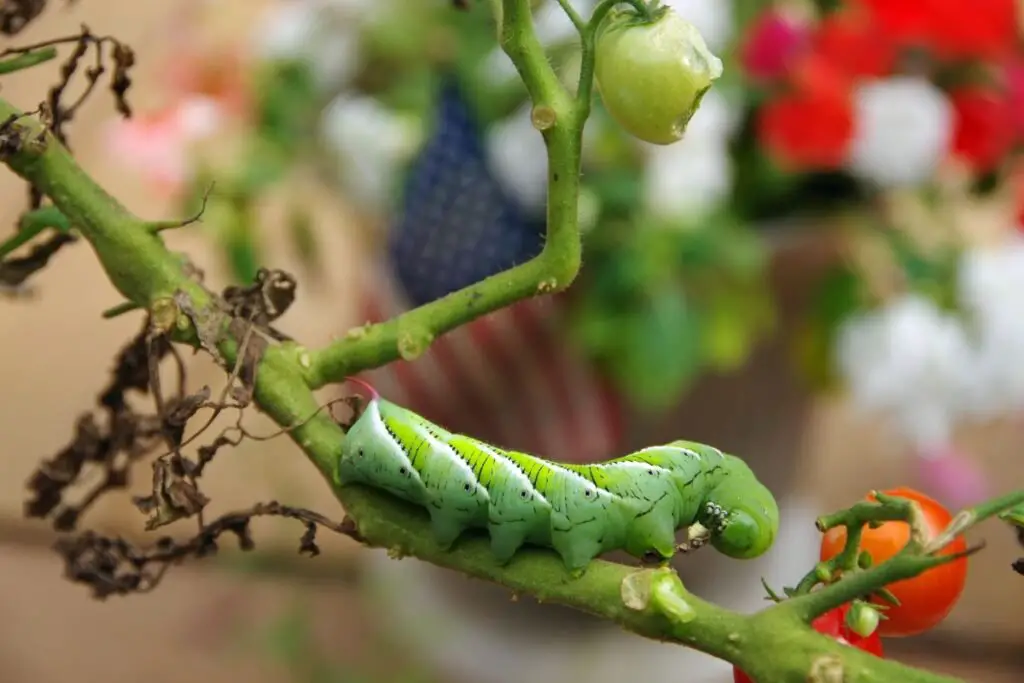 Tomatoes and Tomato Hornworms