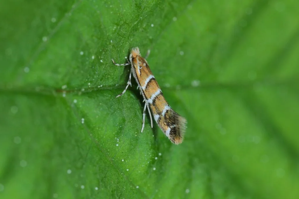 Tomatoes and Leafminers