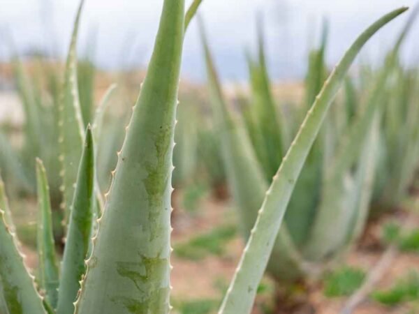 Can You Grow Aloe Vera Outside? Expert Tips for Success