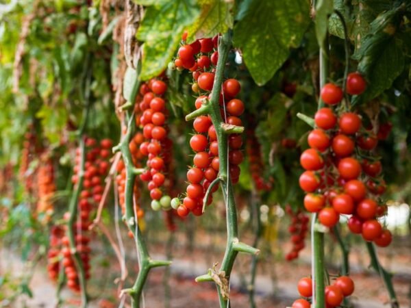 Grow Tomatoes Horizontally: Maximizing Root Growth and Harvest Rewards
