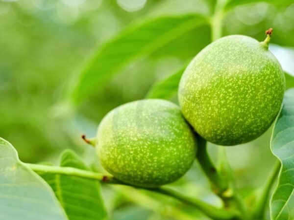 How to Grow a Black Walnut Tree from the Nut: Expert Tips