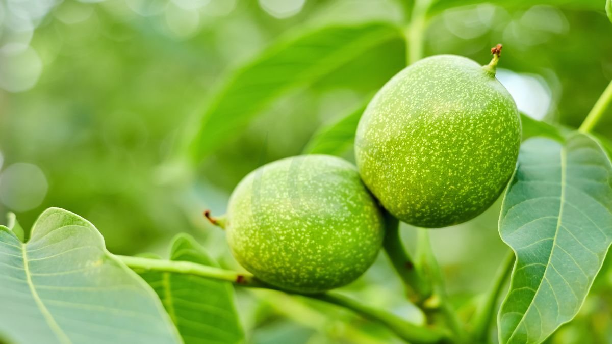 How to Grow a Black Walnut Tree from the Nut: Expert Tips