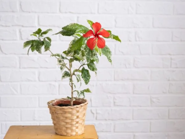 Can You Grow a Hibiscus in a Pot? 10 Expert Tips