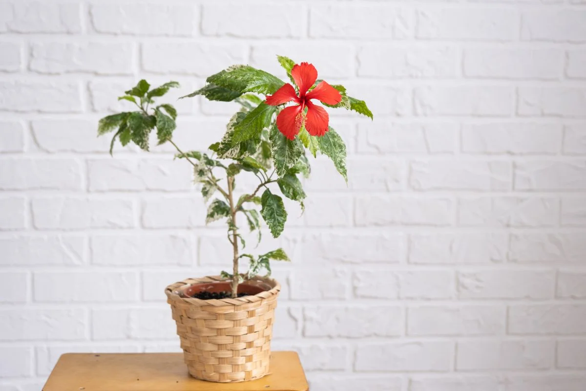 Can You Grow a Hibiscus in a Pot? 10 Expert Tips