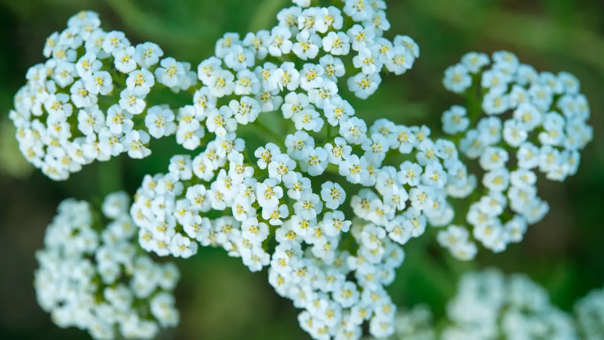 Health Benefits Of Yarrow A Comprehensive Guide