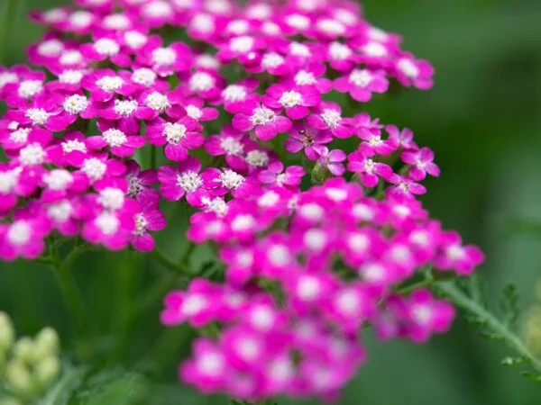 Health Benefits of Yarrow: A Comprehensive Guide