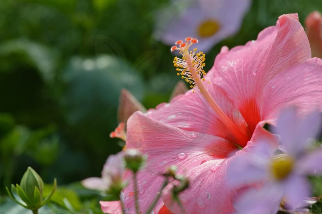 When Do Hibiscus Bloom in Florida