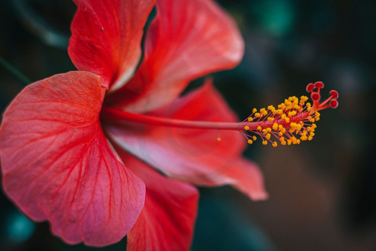 When Do Hibiscus Bloom in Florida: Expert Gardening Tips