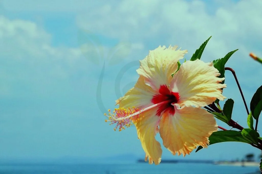 What Does the Hibiscus Flower Represent