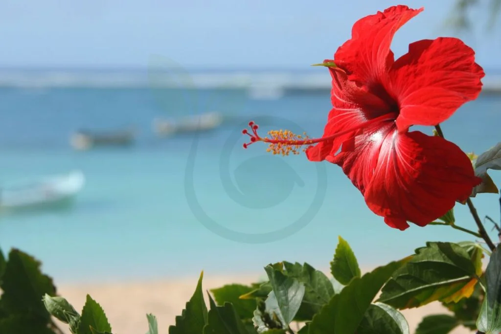 What Does the Hibiscus Flower Represent