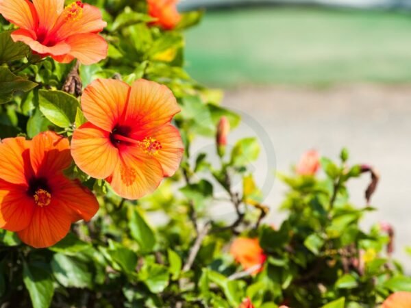 What Does the Hibiscus Flower Represent: Significance, Symbolism & Care