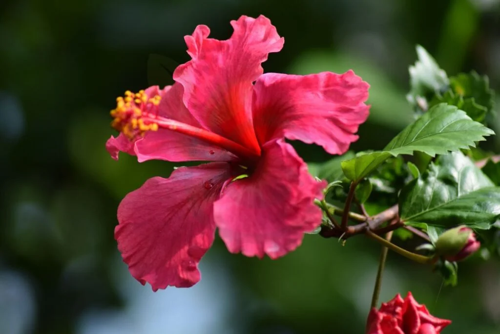 Hibiscus Flower What Is It Good For