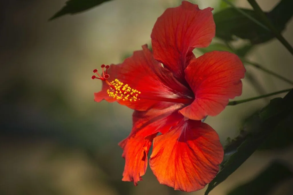 Hibiscus Flower What Is It Good For