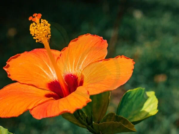 Hibiscus Flower What Is It Good For: 8 Health Benefits Unveiled
