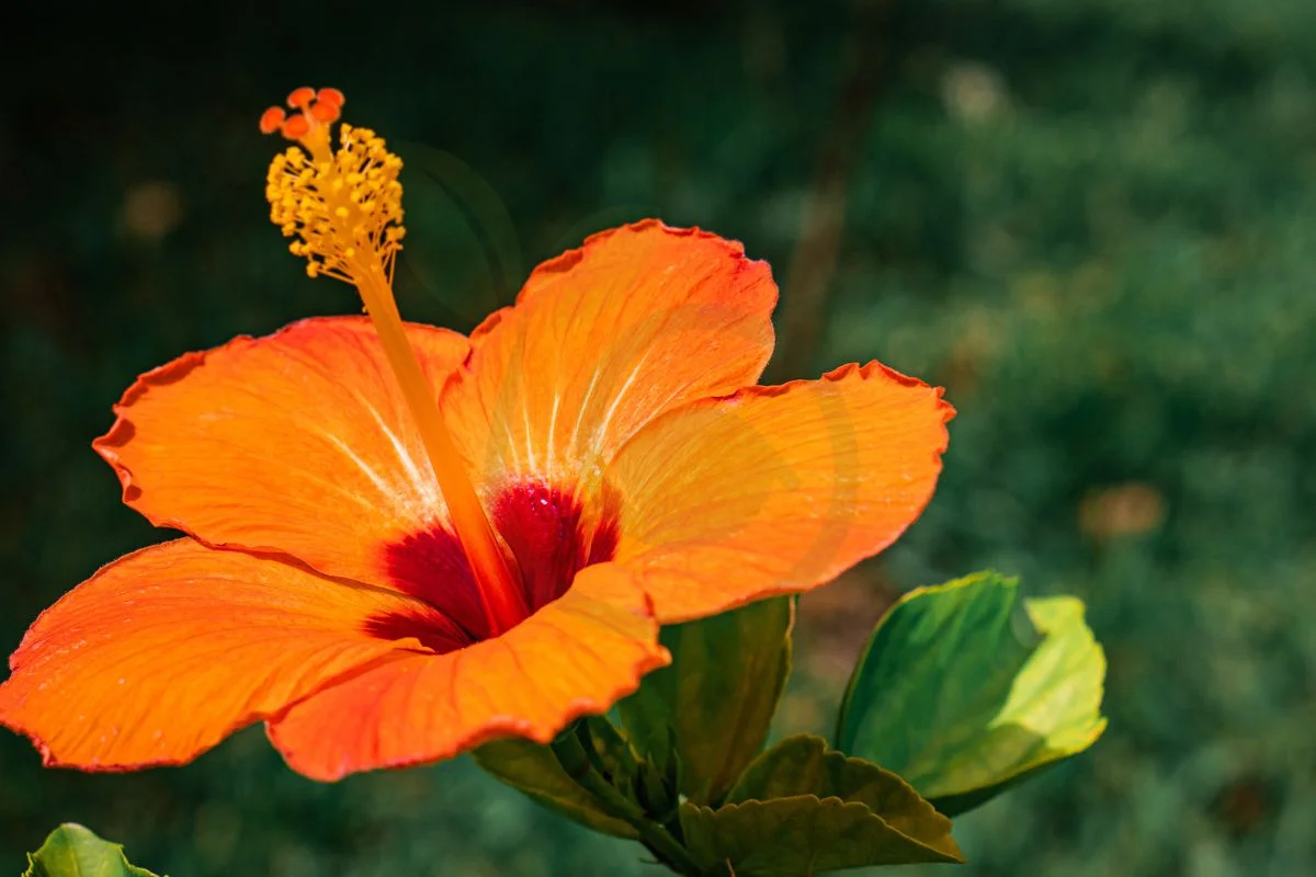 Hibiscus Flower What Is It Good For: 8 Health Benefits Unveiled