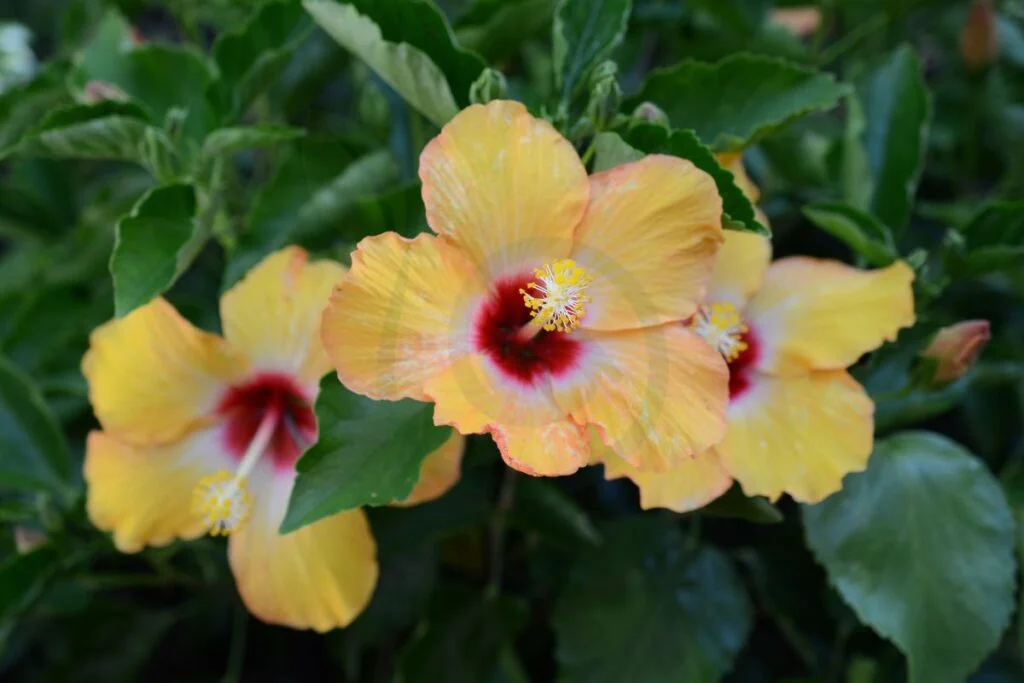 Yellow Leaves on a Hibiscus Plant Mean
