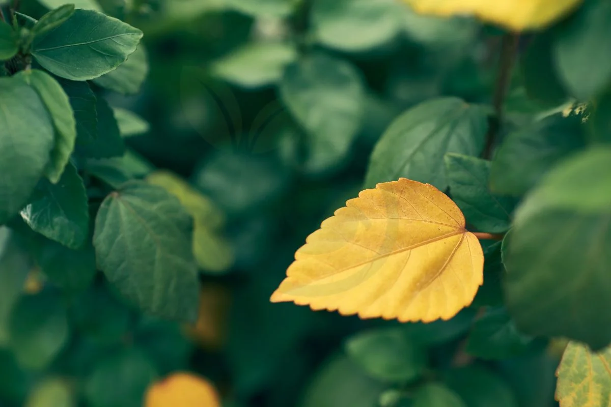What Do Yellow Leaves on a Hibiscus Plant Mean: Expert Tips