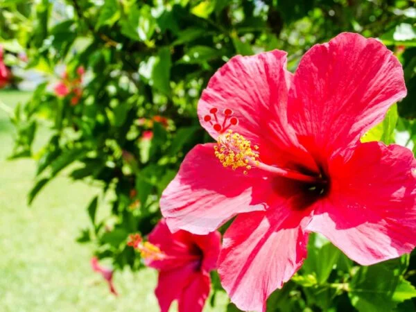 Do You Cut Hibiscus Back in the Fall: Pruning Techniques & Tips