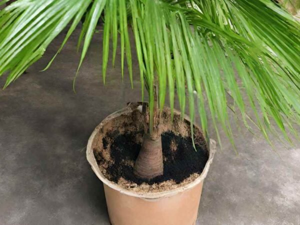 Homemade Fertilizer for Areca Palm: Crafting Tips & Caring Secrets