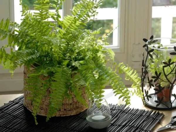 How Big Do Boston Ferns Get: Growth Factors & Care Tips