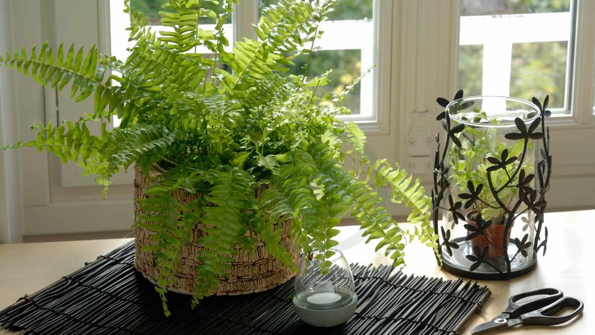 How Big Do Boston Ferns Get: Growth Factors & Care Tips
