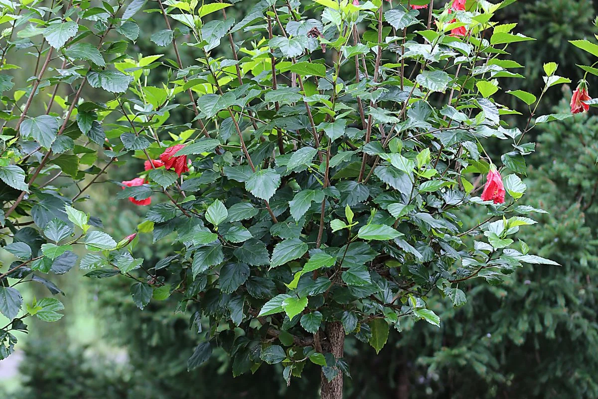 How Big Do Hibiscus Trees Get: Complete Care Guide