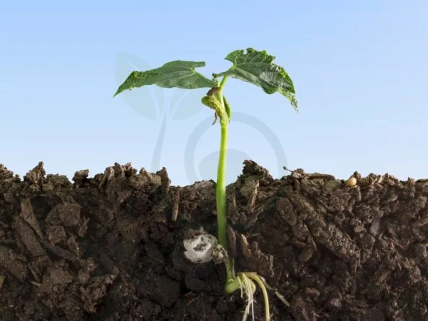 How Deep Do Squash Roots Go: Maximizing Growth Factors