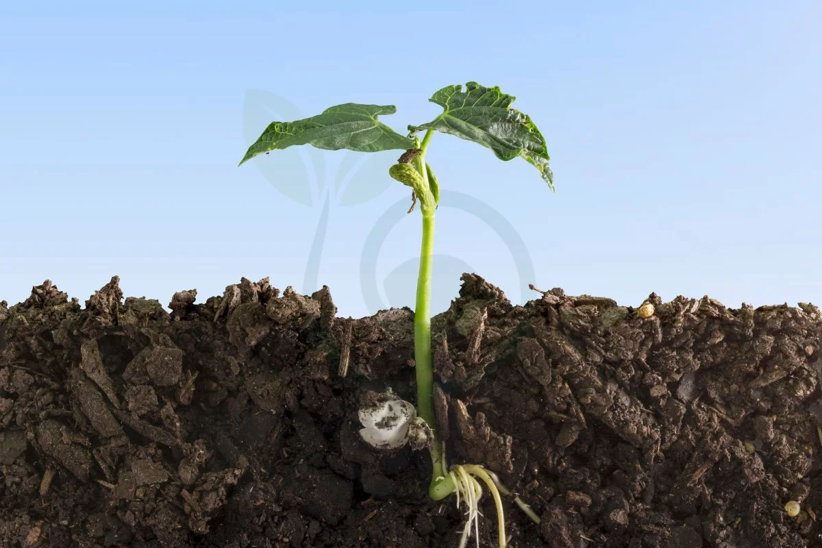 How Deep Do Squash Roots Go: Maximizing Growth Factors
