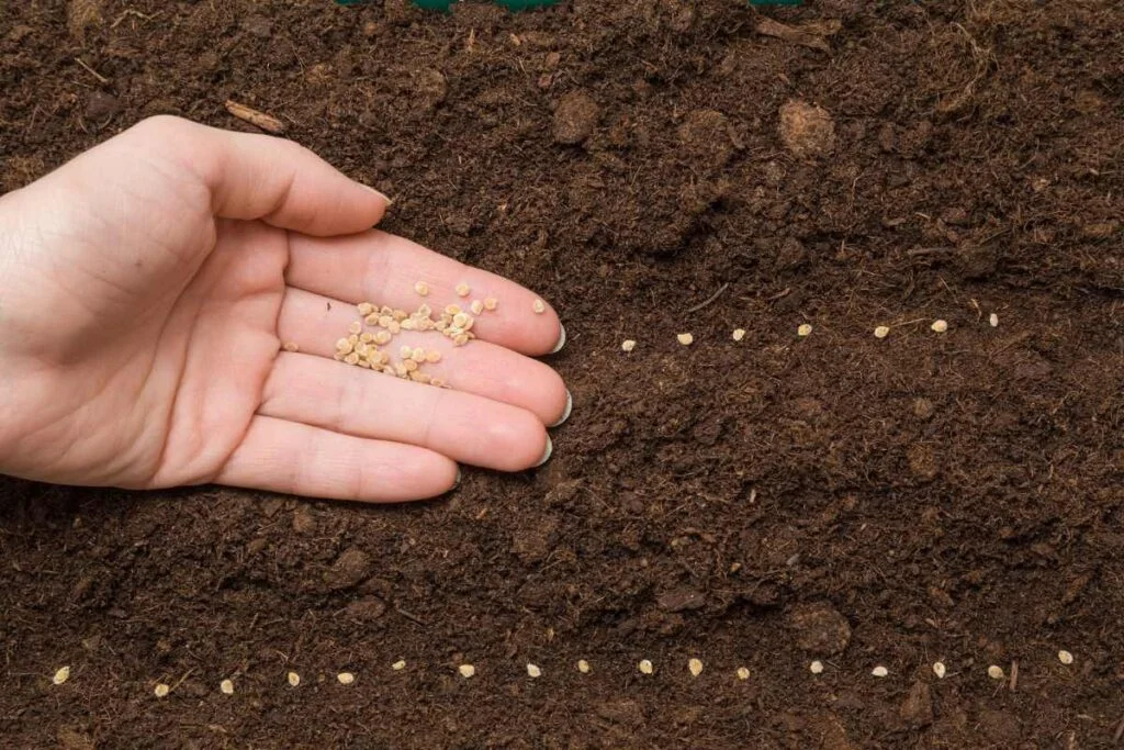 How Deep to Plant Tomato Seeds