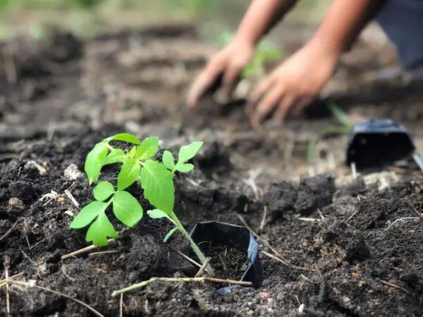 How Deep to Plant Tomato Seeds: Best Techniques