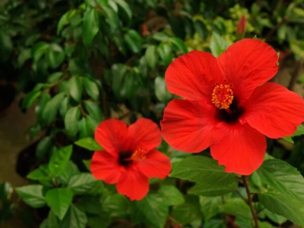 How Do Hibiscus Reproduce: A Complete Guide