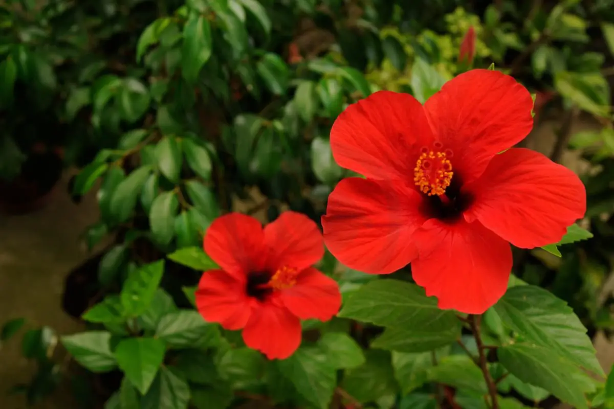 How Do Hibiscus Reproduce: A Complete Guide