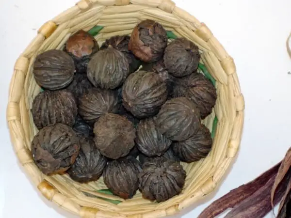 How Do I Process Black Walnuts: Harvesting to Storage Tips