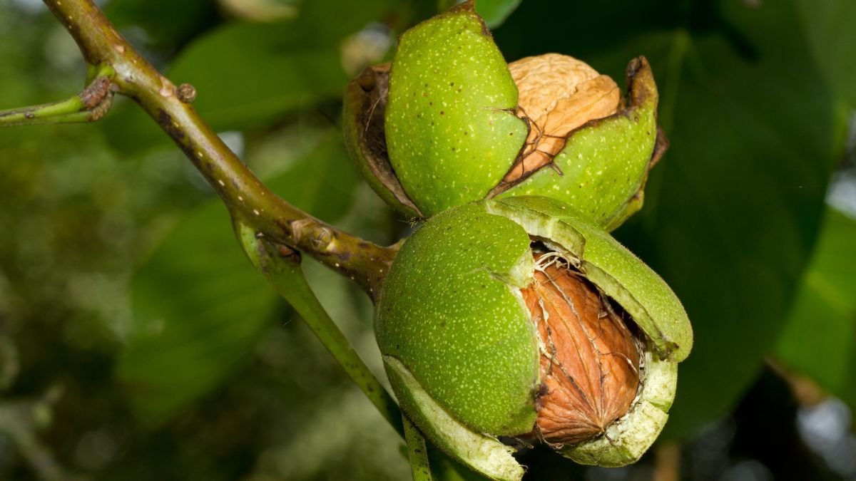 How Do You Open Black Walnuts: Harvesting to Usage