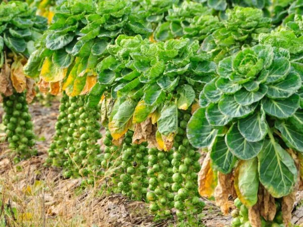 How Far Apart to Plant Brussels Sprouts: Optimal Spacing Guide
