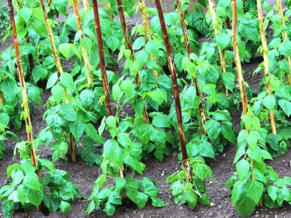 How Far Apart to Plant Green Beans: Growing Guide