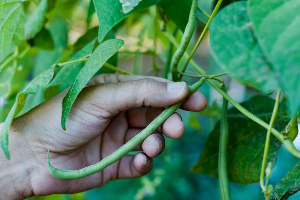 How Far Apart to Plant Green Beans