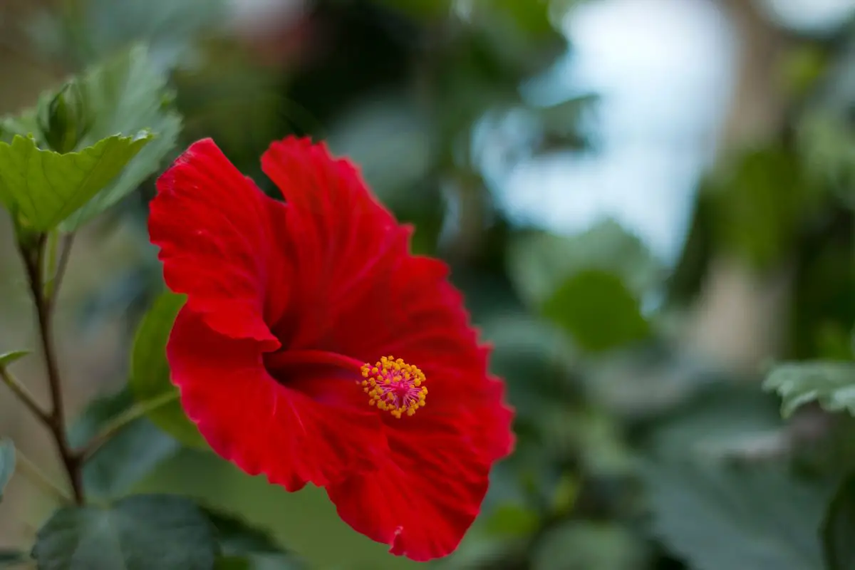 How Far Should I Cut Back My Hibiscus: Pruning Techniques & Tips